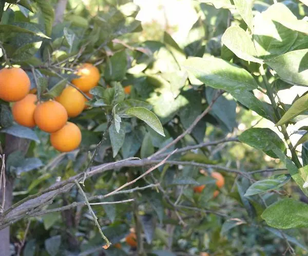 Flatlet With Pool - Free Parking And Wifi * Lija